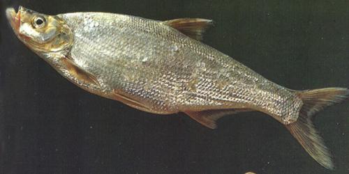 淡水魚類
