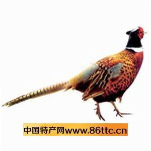 蘇陽中草藥山雞