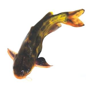 黃顙魚