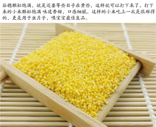 要路溝小米