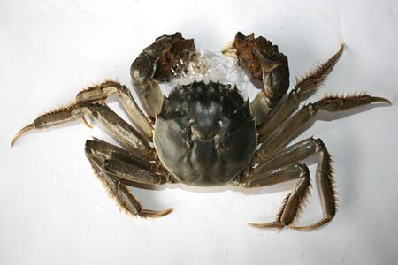 中華絨鰲蟹