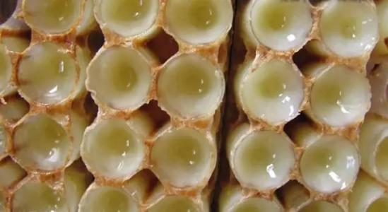 蜂王漿