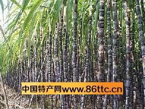 綠村黑蔗