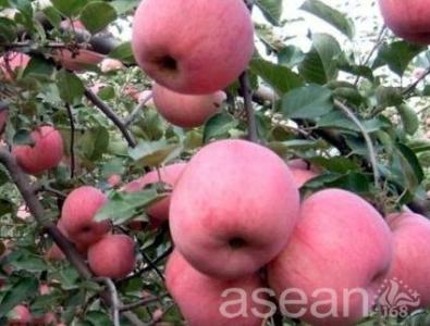  文登蘋果