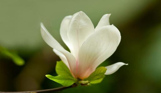 玉蘭花