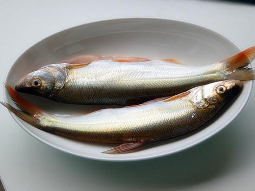 白魚