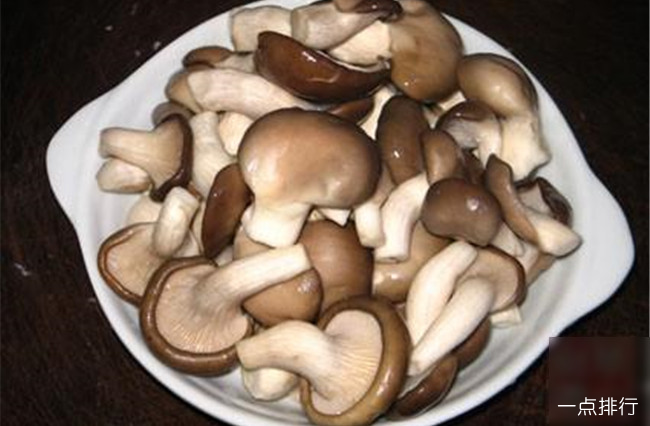 桑枝秀珍菇
