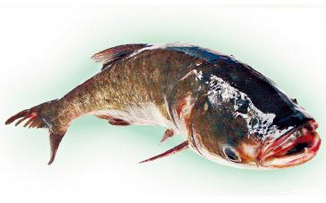大化大頭魚