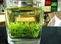 小葉苦丁茶
