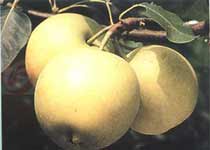 孟津梨