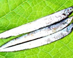 刀魚