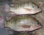黃河鯉魚